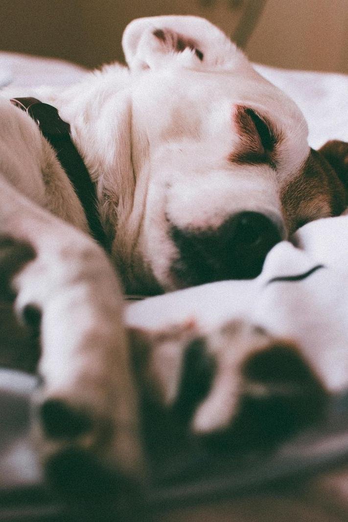 Best Calming Dog Bed 2026
