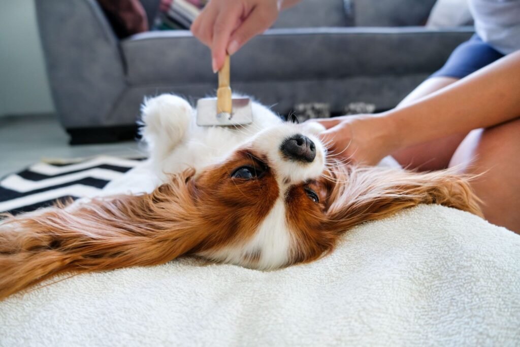 Person grooming a dog at home with a brush