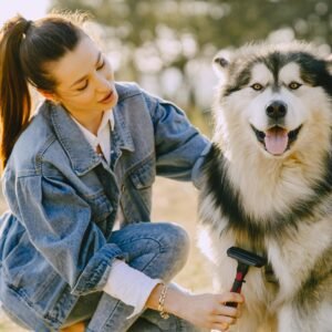 Woman grooming a Husky dog with electric steam brush