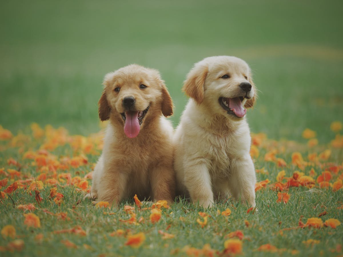 Happy dog playing with a colorful toy