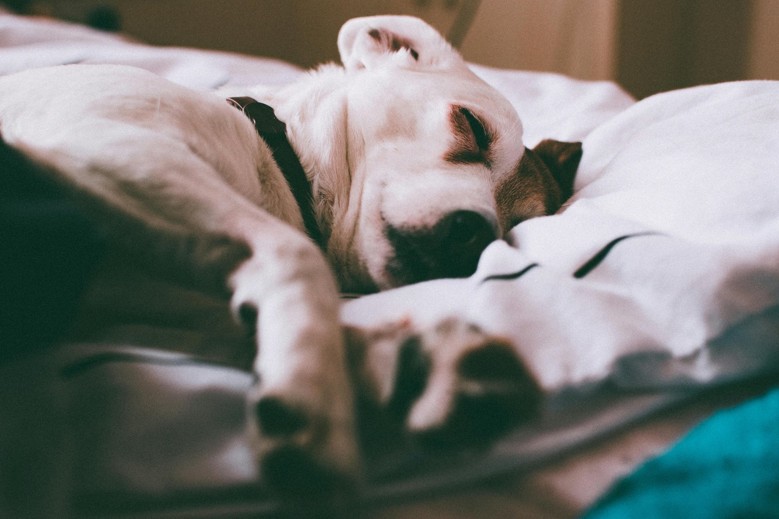 Jack Russell Terrier sleeping peacefully on a white bed