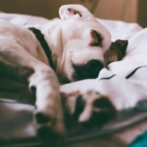 Small dog sleeping comfortably on a soft plush bed