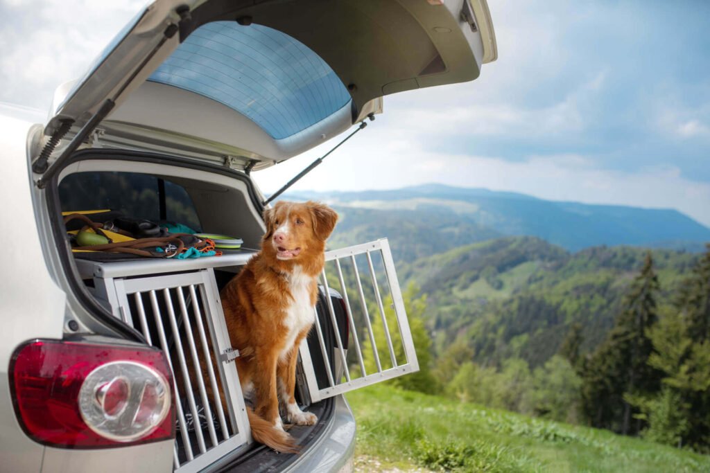 Dog enjoying a car ride during travel