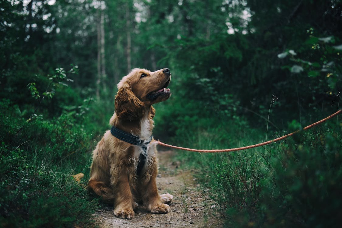 Calming dog bed for anxious dogs