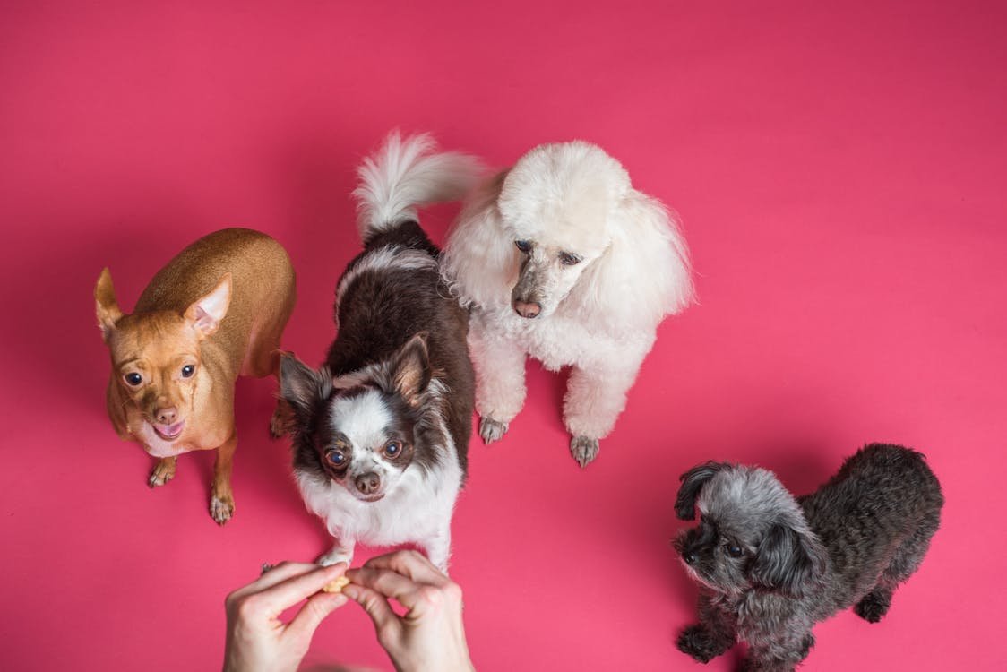 Dog brush and grooming tools for reducing dog fur shedding