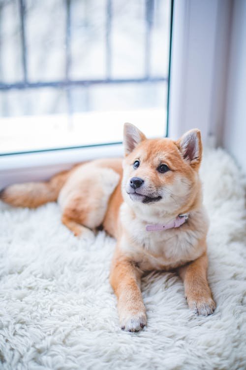 Dog grooming session to control shedding and keep coat healthy