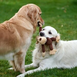 Golden Retriever playing with rope chew toy
