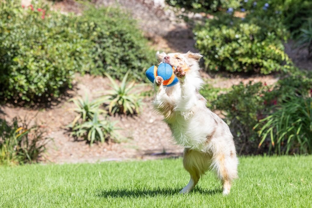 Dog playing fetch with an interactive ball toy