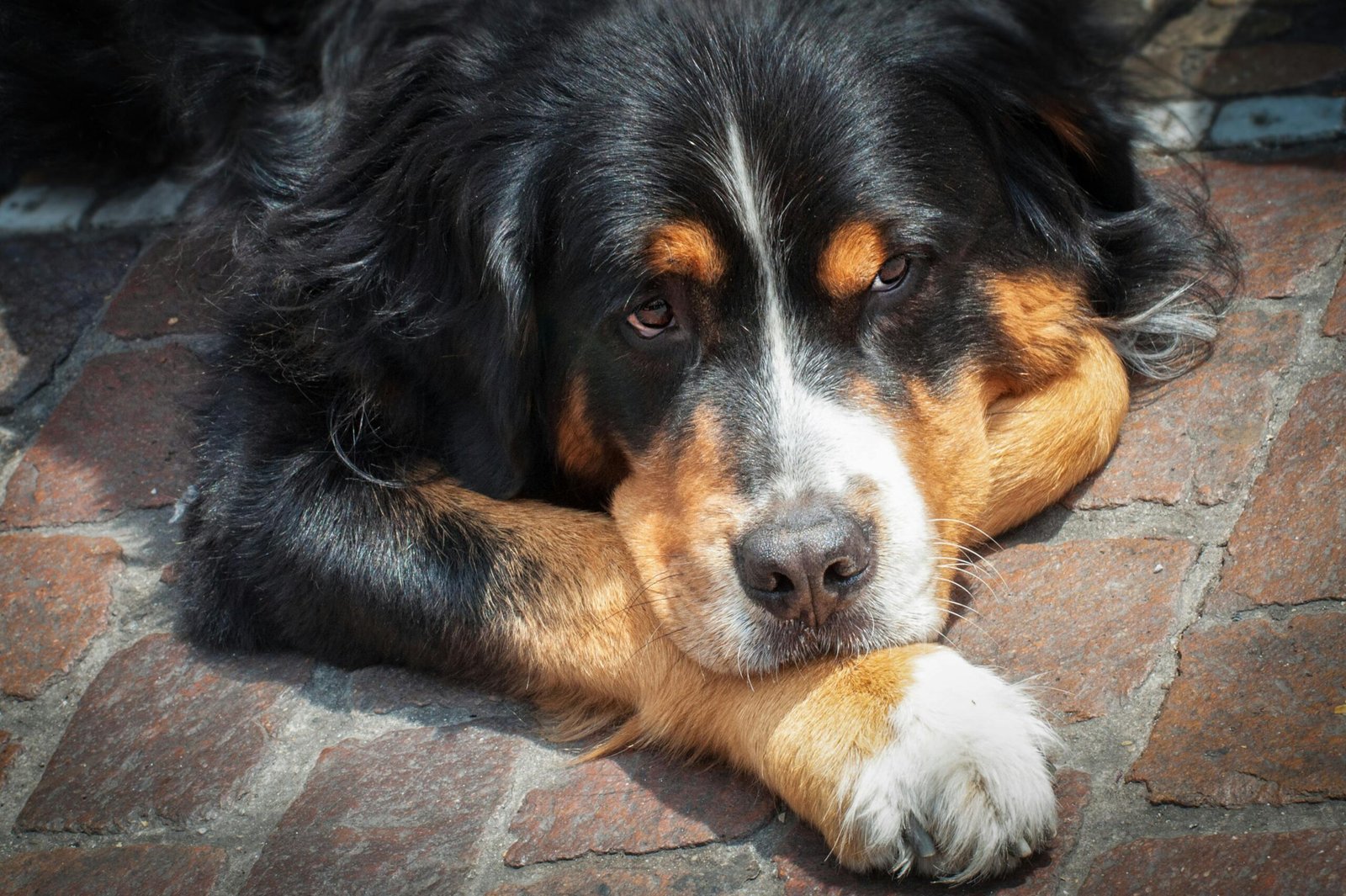 Large Bernese Mountain Dog resting comfortably
